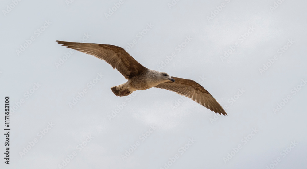 Obraz premium A seagull in flight with wings fully spread, gliding gracefully against a soft, overcast sky. The image captures the bird’s natural elegance and freedom in motion.