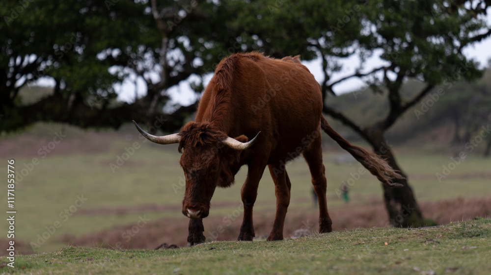 A brown cow with large curved horns grazing in an open field, surrounded by trees in a serene rural setting. The peaceful atmosphere reflects traditional countryside life.