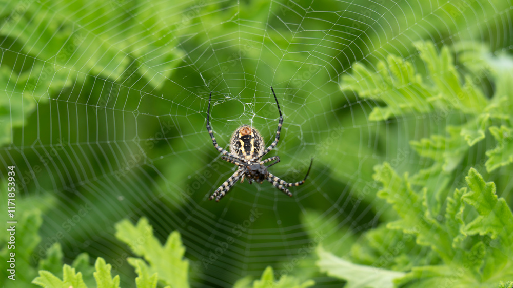 Obraz premium A close-up of a spider resting at the center of its intricate web, surrounded by lush green leaves. The detailed web structure contrasts beautifully with the natural background.
