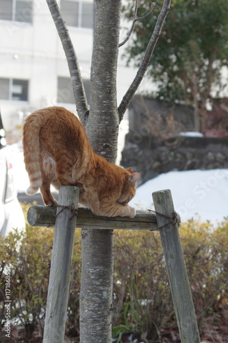木の上で爪を研ぐ茶トラの猫