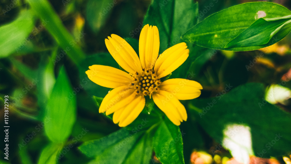 Macro photography of golden yellow Wedelia trilobata flowers in a garden Macro photography of golden yellow Wedelia trilobata flowers in a garden