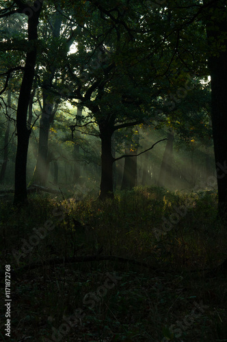 Fog covered oak forest with rays of sunlight breaking through creating an enchanting almost magical landscape. Enchanted old oak forest.