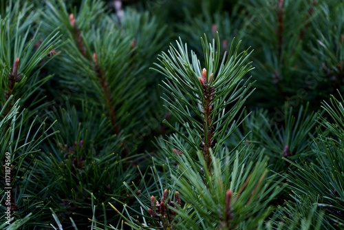 Close-up of a pine bush in a home forest. Dwarf coniferous shrubs popular for growing in gardens. photo