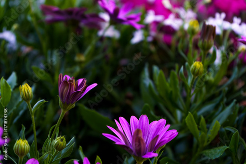 Some violet daisy flowers in the garden. Copy soace in the middle. photo