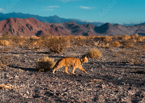 cat in the mountain