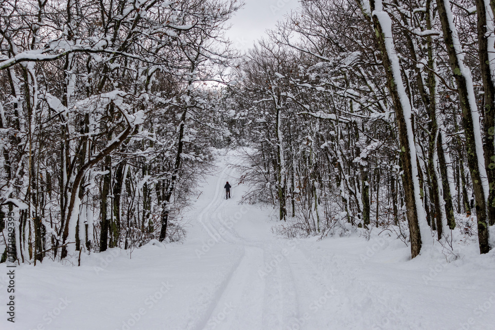 Fototapeta premium A trail leads through freshly fallen snow at High Point State Park, NJ, copy text space