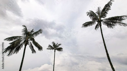 The World's Tallest Wax Palms (Ceroxylon quindiuense) Recognized by UNESCO as Cultural Heritage Found in the Cocora Valley, Salento, Quindío, Colombia
