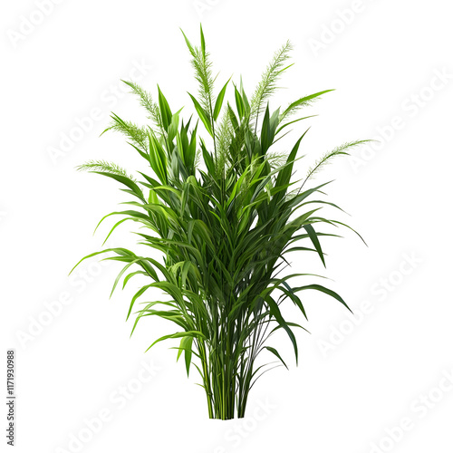 Green Plant with Lush Foliage Isolated on Transparent Background