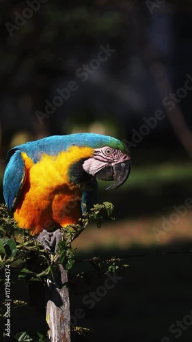 arara canindé na cidade de Alto Paraiso de Goiás, região da Chapada dos Veadeiros, Estado de Goiás, Brasil