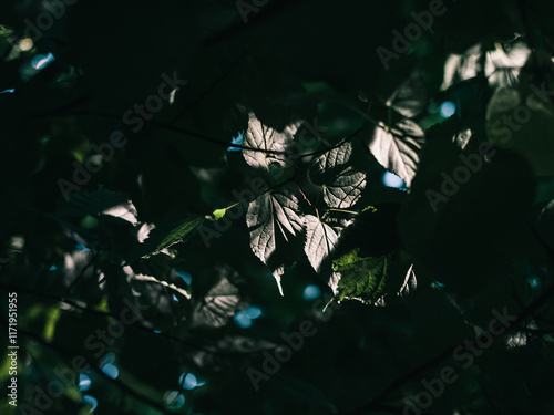 Tree leaves