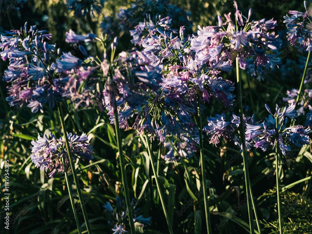 Obraz premium agapanthus flower