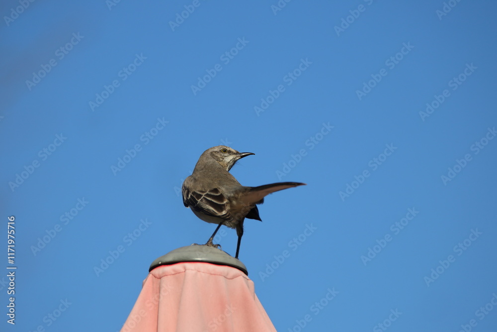 Mockingbird proudly perched atop umbrella against blue sky. Mockingbird proudly perched atop umbrella against blue sky.