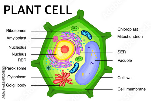 Diagram of a Plant cell anatomy structure.