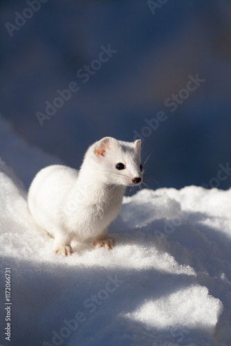 Ermine (Mustela erminea) Ermellino