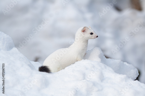 Ermine (Mustela erminea) Ermellino