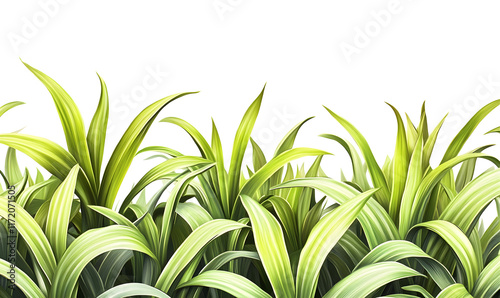 Lush green foliage with long, vibrant leaves against a black background.