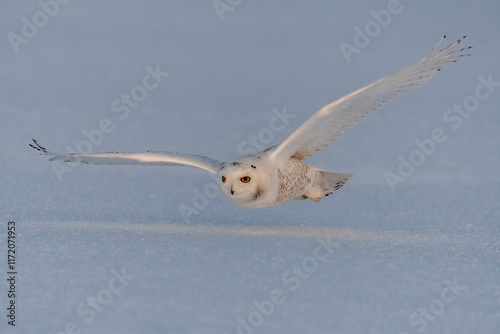 Snowy Owl in Flight (Bubo scandiacus), A large white owl that lives in the Arctic region of North America photo