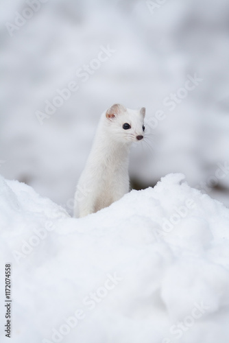 Ermine (Mustela erminea) Ermellino