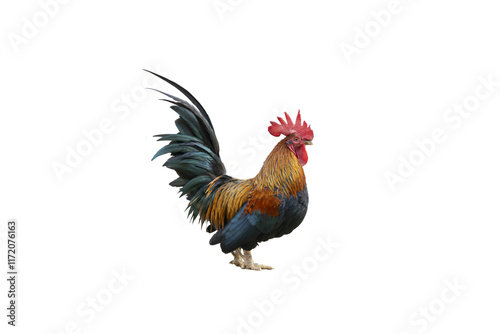 A Rooster on white background