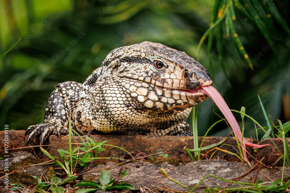 Obraz premium Teiú-gigante