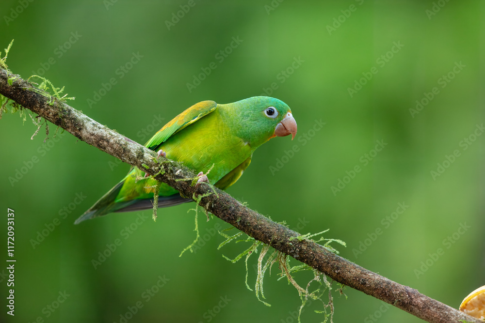 Tovi orange-chinned parakeet, Brotogeris jugularis, portrait of light green parrot with red head, Costa Rica. Tovi orange-chinned parakeet, Brotogeris jugularis, portrait of light green parrot with red head, Costa Rica.