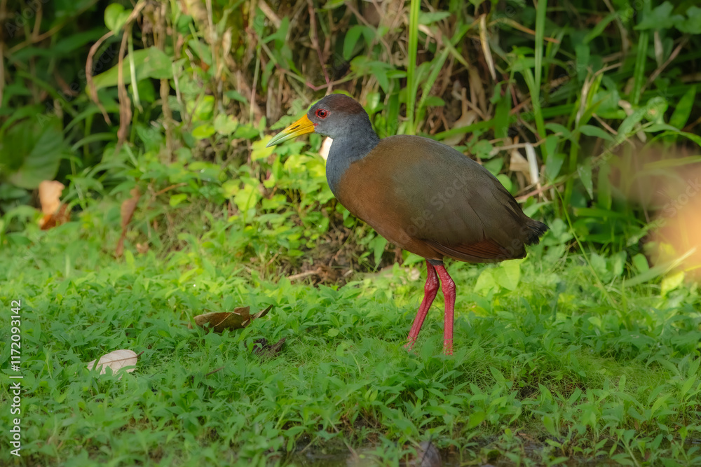 The Grey-necked Wood Rail, Gray-cowled Wood-Rail, Aramides cajaneus is walking in the green grass, very small deep of focus, Costa Rica The Grey-necked Wood Rail, Gray-cowled Wood-Rail, Aramides cajaneus is walking in the green grass, very small deep of focus, Costa Rica