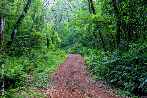 Trilha na floresta no Parque Nacional do Iguaçu. photo