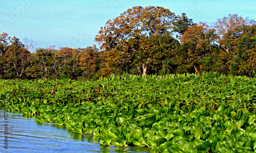 Arvores e vegetacao, Rio Paraguai, Pantanal. Caceres. Mato Grosso.