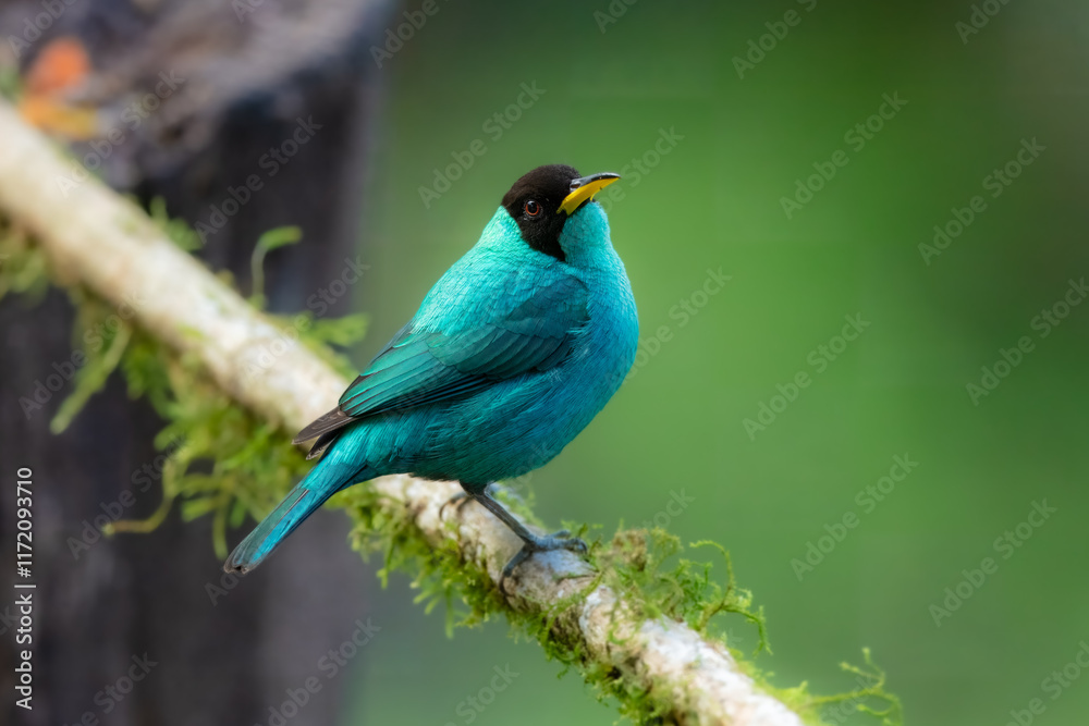 Obraz premium Green honeycreeper (Chlorophanes spiza) is a small bird in the tanager family. It is found in the tropical New World from southern Mexico south to Brazil, and on Trinidad.