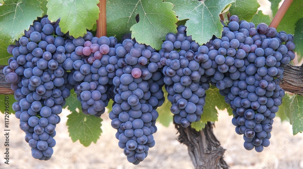 Naklejka premium 37.Close-up of a single bunch of Shiraz grapes hanging from the vine, with deep, rich purple tones and a soft, dusty bloom on each grape; the sunlight filters through the green leaves, casting a