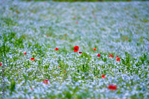 Obraz na płótnie 初夏の風景:ネモフィラとポピーの花畑 w salonie