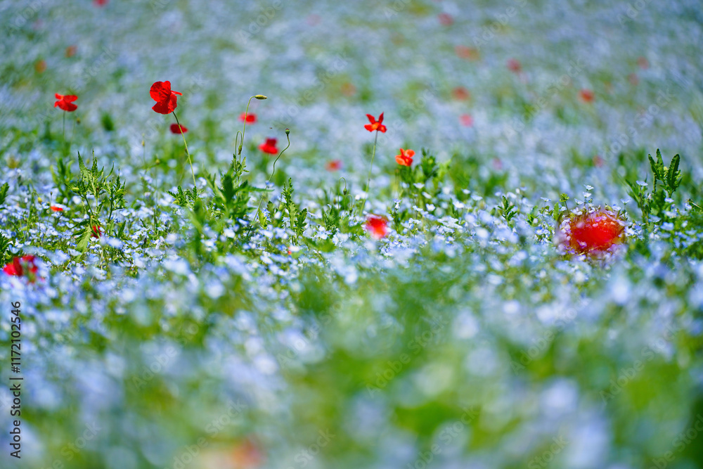 初夏の風景:ネモフィラとポピーの花畑