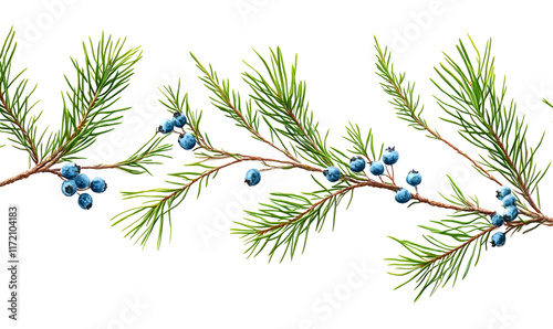 Juniper branch with berries, detailed illustration.