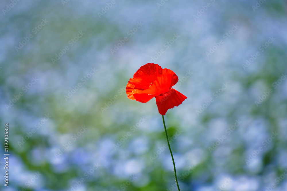 初夏の風景:ネモフィラとポピーの花畑