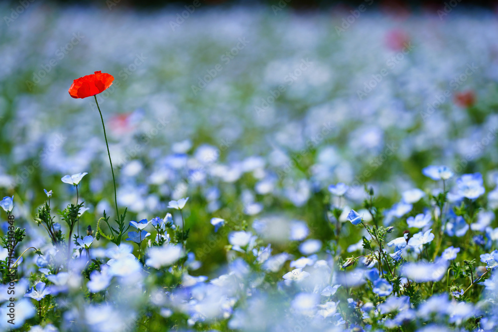 初夏の風景:ネモフィラとポピーの花畑