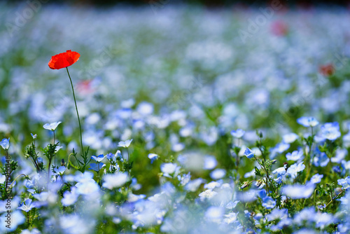 Obraz na płótnie 初夏の風景:ネモフィラとポピーの花畑 w salonie