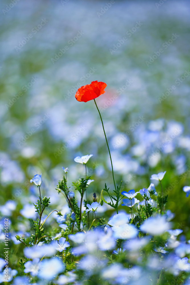 初夏の風景:ネモフィラとポピーの花畑