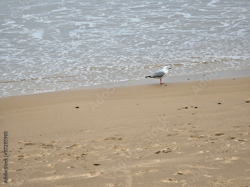 Seagull on Sandy Beach with Gentle Ocean Waves at Forest Caves, Australia - Serene Coastal Scene