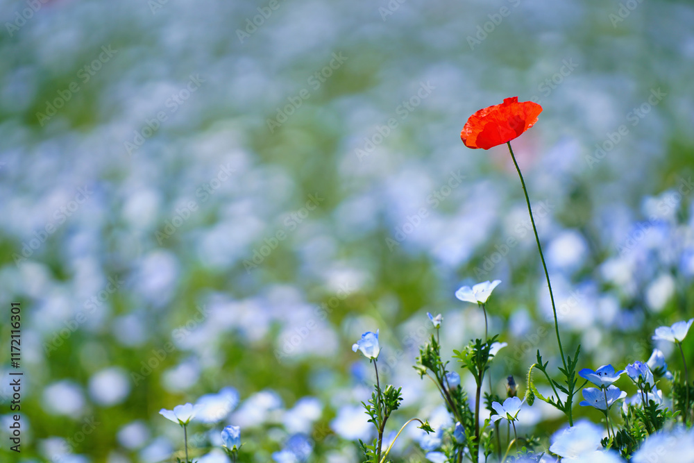 初夏の風景:ネモフィラとポピーの花畑