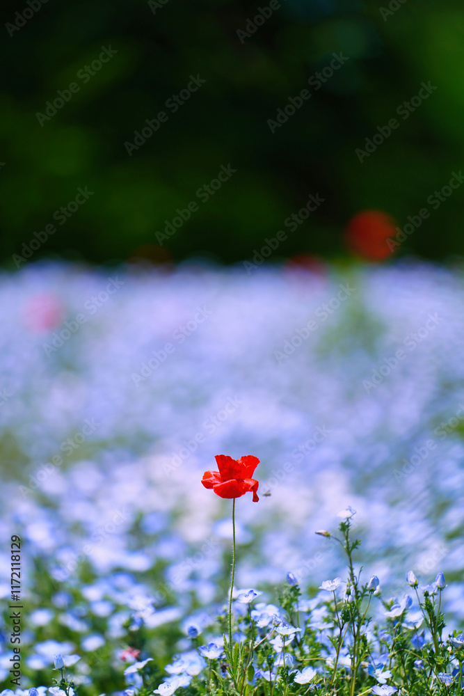初夏の風景:ネモフィラとポピーの花畑