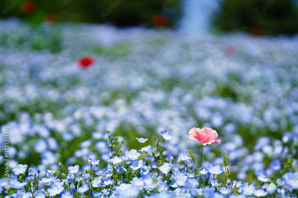 初夏の風景:ネモフィラとポピーの花畑