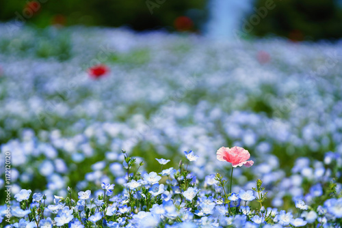 Obraz na płótnie 初夏の風景:ネモフィラとポピーの花畑 w salonie
