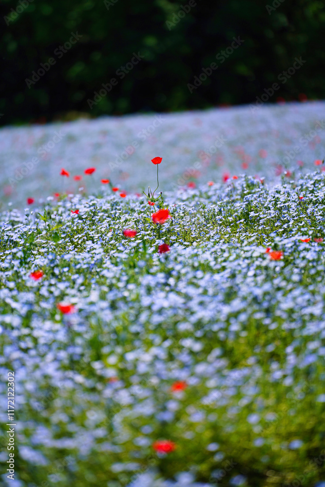 初夏の風景:ネモフィラとポピーの花畑