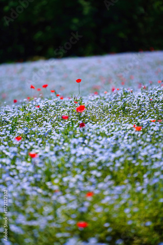 Obraz na płótnie 初夏の風景:ネモフィラとポピーの花畑 w salonie