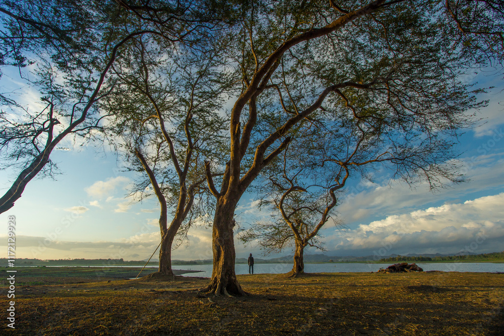 sunset view with a person standing in a big tree and there are s sunset view with a person standing in a big tree and there are s