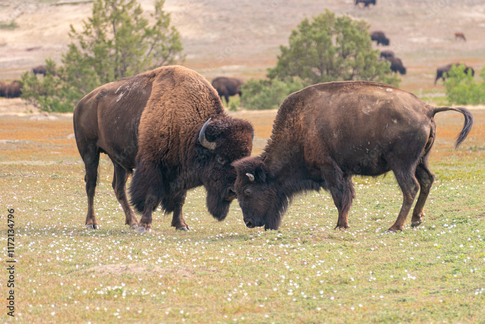 Bison Bison