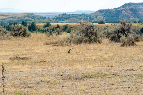 Black-tailed Praire Dog photo