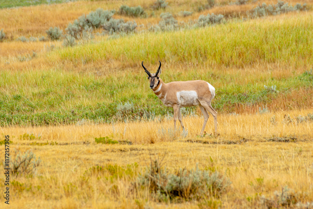 Obraz premium Pronghorn