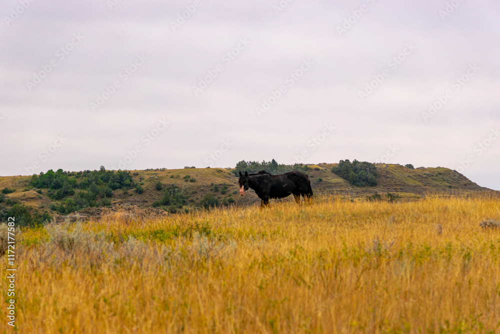 Obraz premium Wild Horses