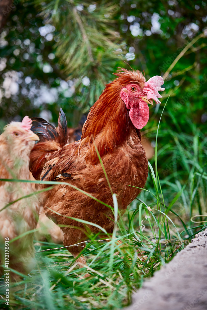 Fototapeta premium Healthy Beijing chicken walking on the grass in a free-range state